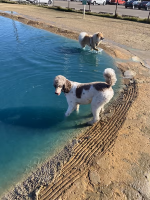 Danny Jackson Bark Dog Park
